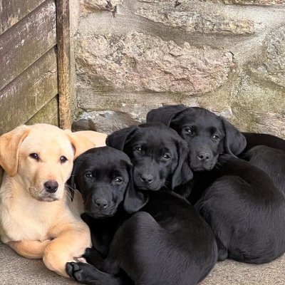 labradors-retrievers