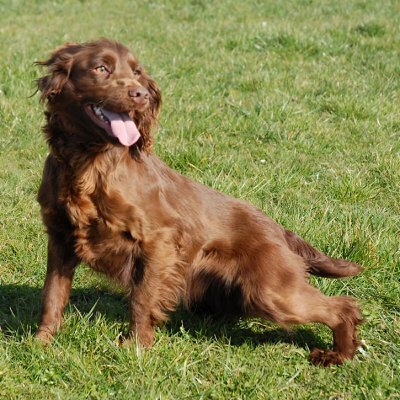 IMG_1099  Dogs for Brunovation Gun Dogs http://www.brynovationgundogs.co.uk &copy; Guy Woodland 2015